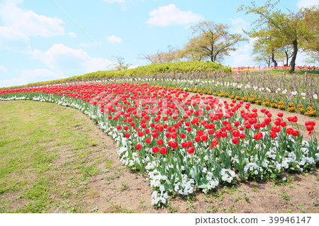 春天公園鬱金香綻放 39946147