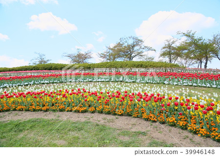 Spring park tulip bloom Spring park tulip bloom 39946148