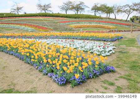 Spring park tulip bloom Spring park tulip bloom 39946149