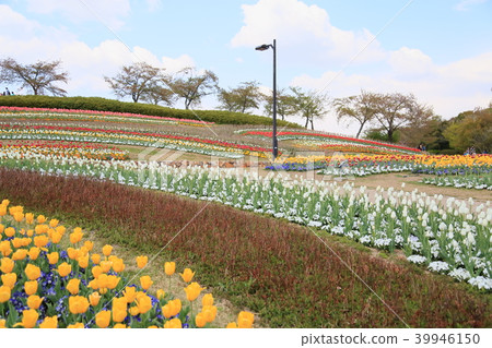 春天公園鬱金香綻放 春天公園鬱金香綻放 39946150