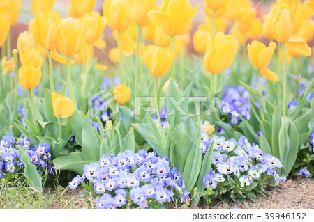 鬱金香花 鬱金香花 39946152