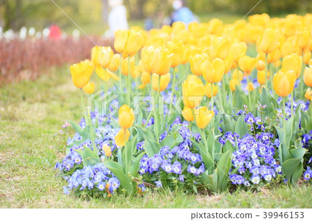 鬱金香花 鬱金香花 39946153