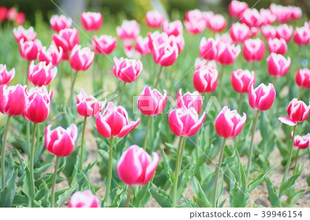 Tulip bloom Tulip bloom 39946154