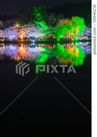 藥久湖夜櫻花盛開(千葉縣東金市)* 2018年春季 藥久湖夜櫻花盛開(千葉縣東金市)* 2018年春季 39946256