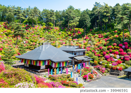 Tokyo Ome Shioi Kanonji Tsutsuji 39946591