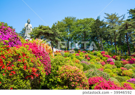 東京青梅Shioi Kanonji Tsutsuji 39946592