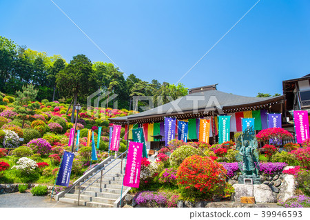 Tokyo Ome Shioi Kanonji Tsutsuji Tokyo Ome Shioi Kanonji Tsutsuji 39946593