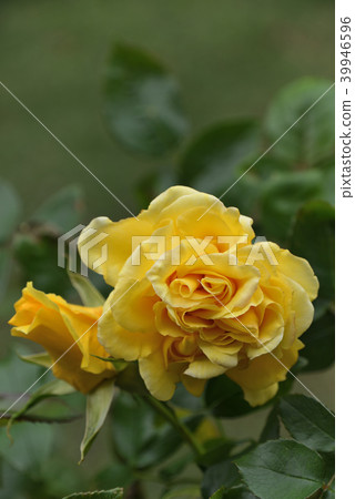 Rose (Tianjin maiden) 39946596