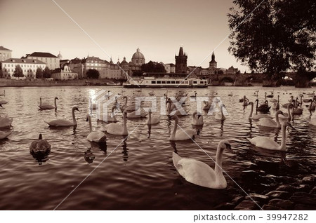 Prague swan Prague swan 39947282