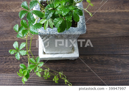 Sugar pine houseplant green 39947997