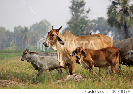 cows grazing on grassy green field 39948959