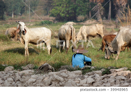 cows grazing on grassy green field 39948965