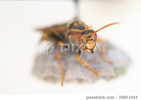 Nest of Seguro Asakunaga 39951043