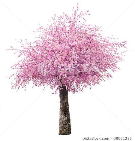Cherry blossom tree isolate on white background 39951255