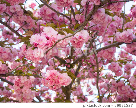 八重櫻 39951587
