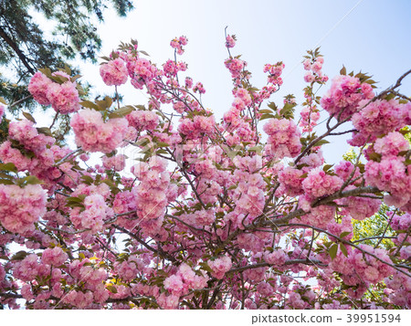 Yae Sakura Yae Sakura 39951594