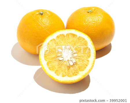 Summer oranges (Anaatsu-Amanatu) Kawano Natsu Daidai-Kumamoto Prefecture, Reihoku district Summer oranges (Anaatsu-Amanatu) Kawano Natsu Daidai-Kumamoto Prefecture, Reihoku district 39952001