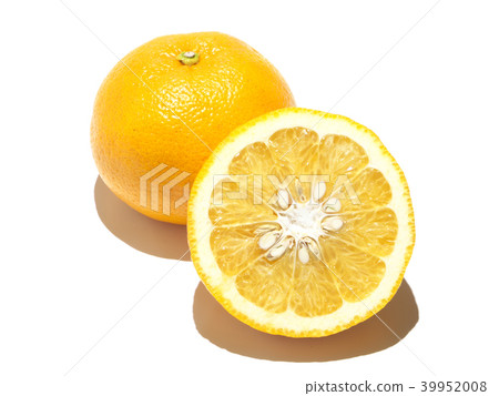 Summer oranges (Anaatsu-Amanatu) Kawano Natsu Daidai-Kumamoto Prefecture, Reihoku district Summer oranges (Anaatsu-Amanatu) Kawano Natsu Daidai-Kumamoto Prefecture, Reihoku district 39952008