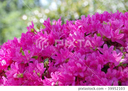 粉紅色的杜鵑花 39952103