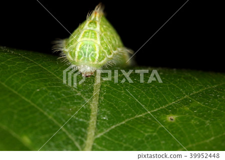 Creatures Insects It is a larva. Hair growth on top of triangle when viewed from the front. Round head is cute Creatures Insects It is a larva. Hair growth on top of triangle when viewed from the front. Round head is cute 39952448