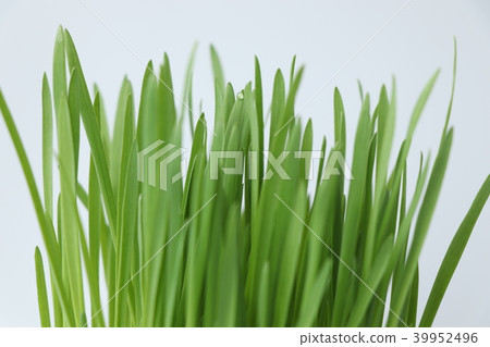Pet grass cat grass up 39952496