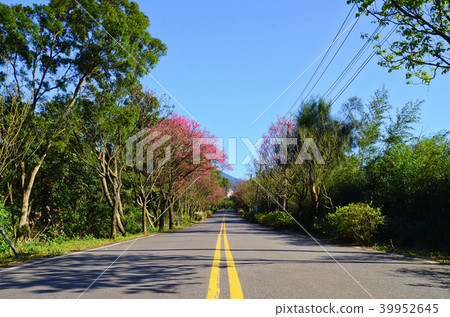 台灣 三芝賞櫻大道 櫻花 Cherryblossom 花見 台灣 三芝賞櫻大道 櫻花 Cherryblossom 花見 39952645