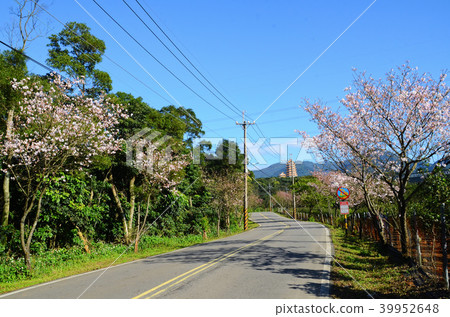 台灣 三芝賞櫻大道 櫻花 Cherryblossom 花見 台灣 三芝賞櫻大道 櫻花 Cherryblossom 花見 39952648