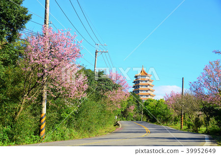Taiwan Sanzhi Cherry Blossom Avenue Cherry Blossom Cherryblossom Taiwan Sanzhi Cherry Blossom Avenue Cherry Blossom Cherryblossom 39952649