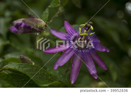 Okinawa Passiflora Passiflora caerulea 39952836