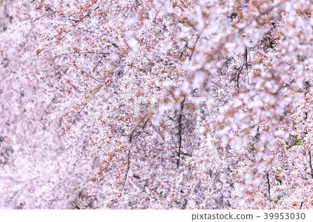 Cherry Blossom Cherry Blossom 39953030