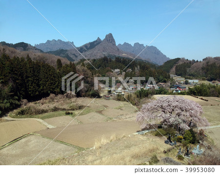 篠原垂枝櫻花 篠原垂枝櫻花 39953080