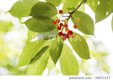 櫻花果實 櫻花果實 39953157