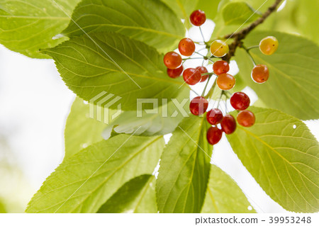 Cherry blossom fruit 39953248