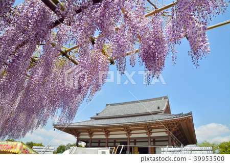 Nishiarai Daishi's wisteria flower Nishiarai Daishi's wisteria flower 39953500