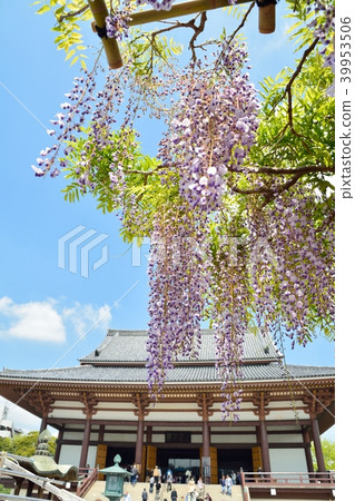 Nishiarai Daishi's wisteria flower Nishiarai Daishi's wisteria flower 39953506