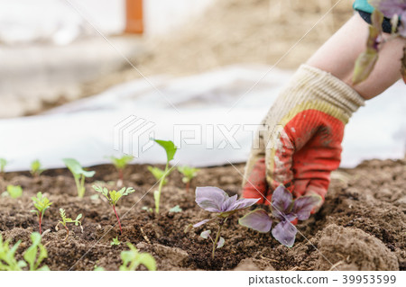 Gardener. Planting of basil in organic garden Gardener. Planting of basil in organic garden 39953599