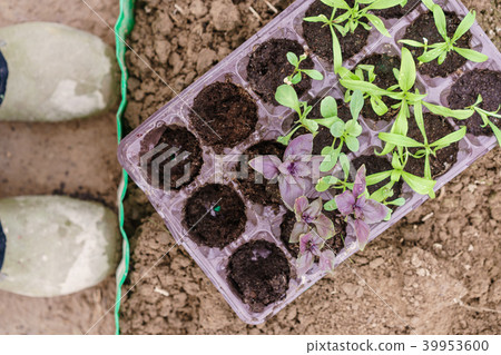 Gardener. Planting of purple basil in organic Gardener. Planting of purple basil in organic 39953600