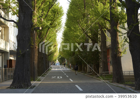 新的綠色長廊 39953610