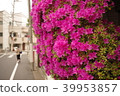 Flower and footpath 39953857