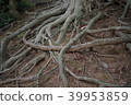 Tree root 39953859