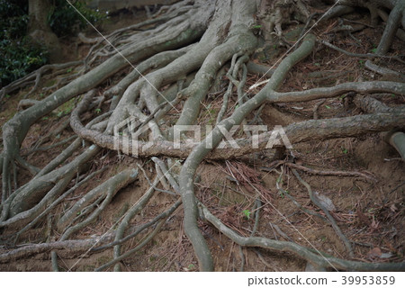 Tree root 39953859