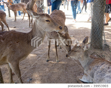 A deer A deer 39953903