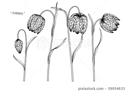 Fritillary flower drawing illustration. 39954633