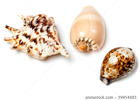 Three exotic seashells on white Three exotic seashells on white 39954885