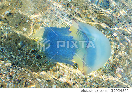Jellyfish (Rhizostomae) swim in transparent sea Jellyfish (Rhizostomae) swim in transparent sea 39954893