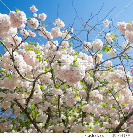 Yae Sakura Yae Sakura 39954979