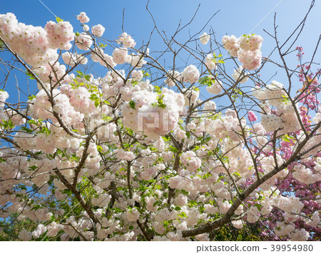 Yae Sakura Yae Sakura 39954980