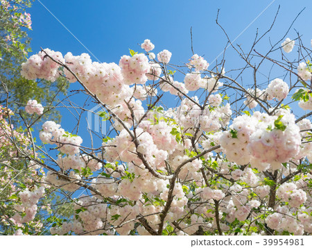 Yae Sakura Yae Sakura 39954981