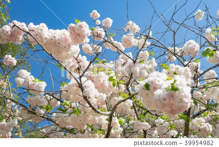 Yae Sakura Yae Sakura 39954982