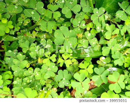 Field of a green clover background. Clovers three  39955031